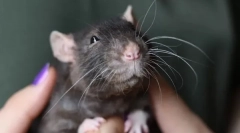 Чому щура облизує руки, пальці і обличчя, що це означає